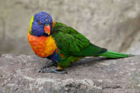 Brightly colored lorikeet parrot on a rockの写真素材