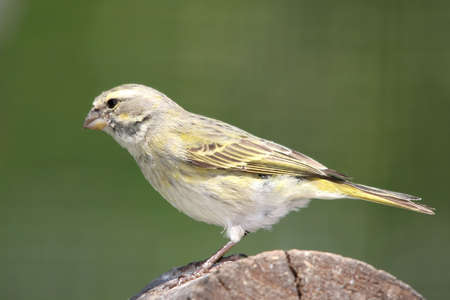 Wild yellow canary bird perched on a logの写真素材