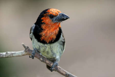 Black collared barbet bird perched on a branchの写真素材