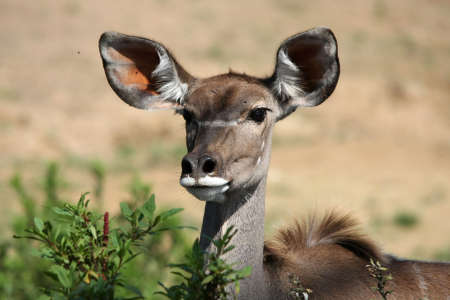 Kudu antelope ewe with large earsの写真素材