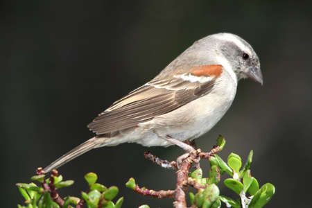 Female of hen Cape sparrow perched on top of a treeの写真素材