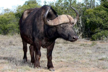 Buffalo with large curved horns watching the viewerの写真素材