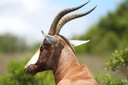 Portrait of a bontebok antelope with facial gland visableの写真素材