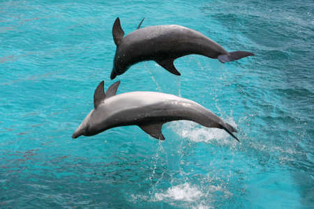 Bottlenose dolphins jumping out of the water up side downの写真素材