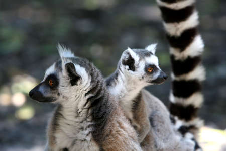 Ring-tailed lemur mother with baby on it's backの写真素材