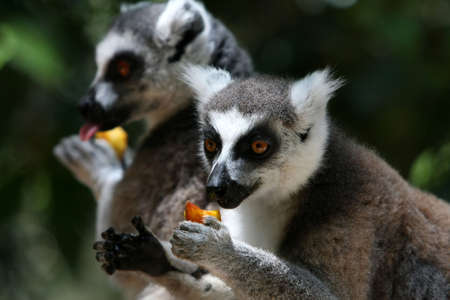 Two ring-taled lemurs eating fruit held in their hands