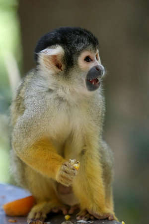 Cute yellow squirrel monkey with food in it's handの写真素材