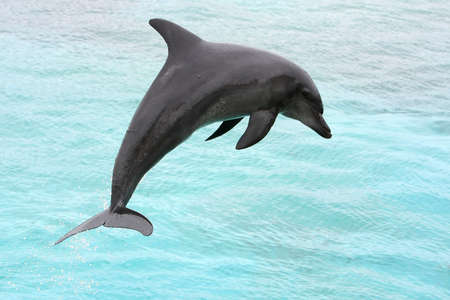 Beautiful bottlenose dolphing jumping out of the blue waterの写真素材