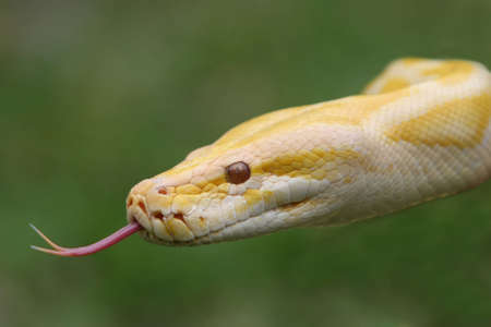 Close up of a albino Burmese python with it's pink tongue showingの写真素材