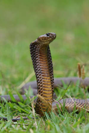 Venomous cape cobra snake with it's hood spreadの写真素材