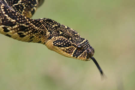 Poisenous puffadder snake from South Africa with darting tongue
