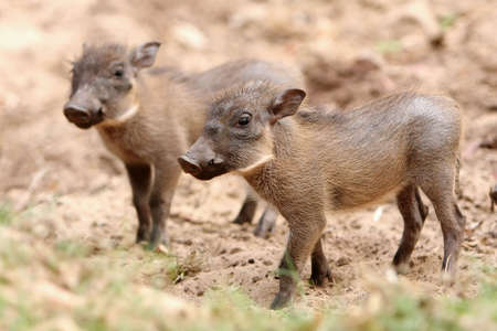 Two nervous baby warthogs waiting for their motherの写真素材