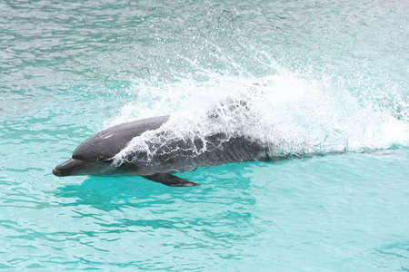 Bottlenose dolphin swimming fast through the blue water