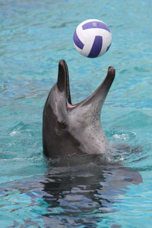 Bottlenose dolphin playing a game of ball catchingの写真素材