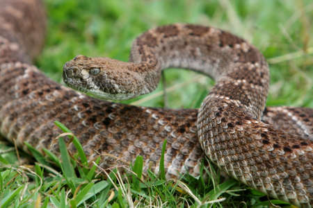 Sinister looking rattlesnake in a coiled position