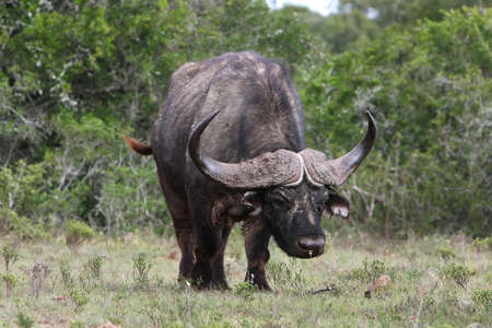 Angry Cape buffalo male with large hornsの写真素材