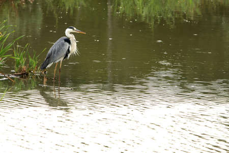 Grey heron fishing for food in a pondの写真素材