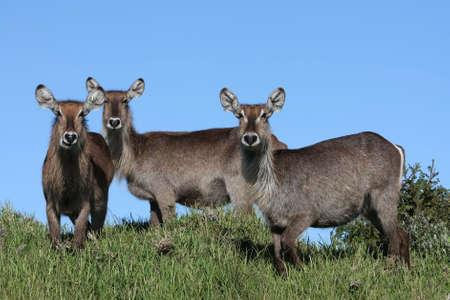 Three female waterbuck antelope from Africaの写真素材
