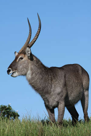 Handsome male waterbuck antelope with long horns against blue skyの写真素材