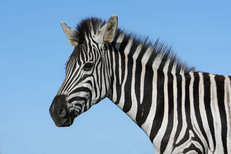 Portrait of a striking Burchell's zebra against blue skyの写真素材
