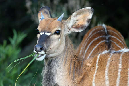 Young Nyala antelope ram eating green grassの写真素材