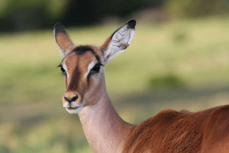 Impala antelope ewe with large round eyesの写真素材