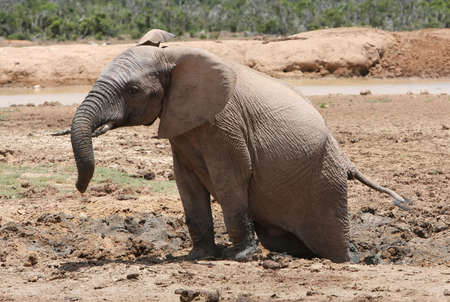 African elephant with hind legs stuck in the mudの写真素材