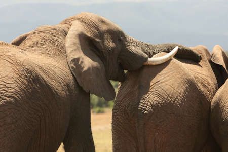 African elephant with it's trunk resting on the back of anotherの写真素材