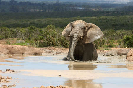 African elephant bull enjoying a swim in muddy waterの写真素材