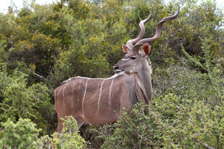 Large male kudu antelope in the African bushの写真素材