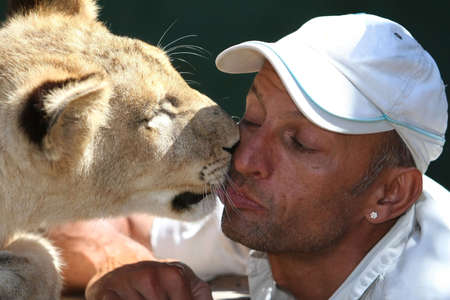 Young lion showing affection to it's trainer or handlerの写真素材