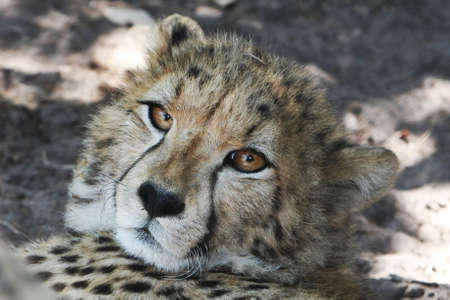 Potrait of a cheetah with big beautiful brown eyes