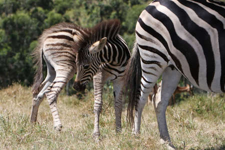 Young zebra foal standing behind it's motherの写真素材