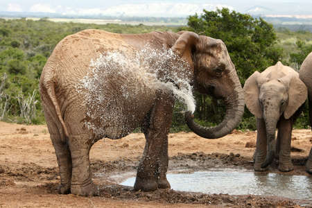 Female African elephant spraying water to cool downの写真素材