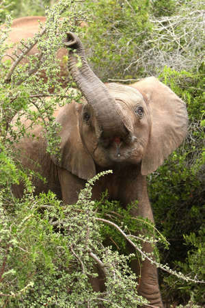 African elephant stretching to pull leaves of of a tree with it's trunkの写真素材