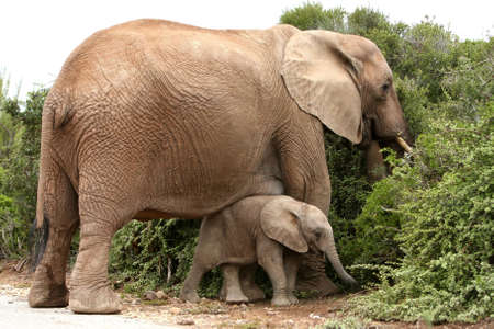 Protective African elephant mother with it's babyの写真素材