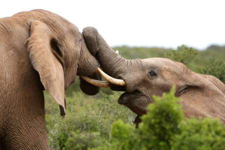 Two African bull elephants having a scrapの写真素材