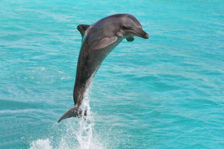 Dolphin making classic leap out of blue waterの写真素材
