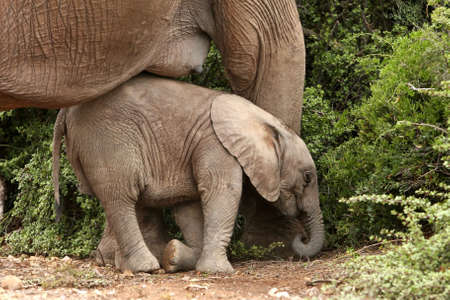 Cute baby elephant resting against it's mothers legsの写真素材