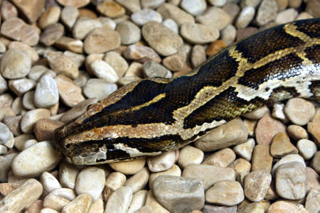 Portrait of a Reticulated Python snake on stonesの写真素材