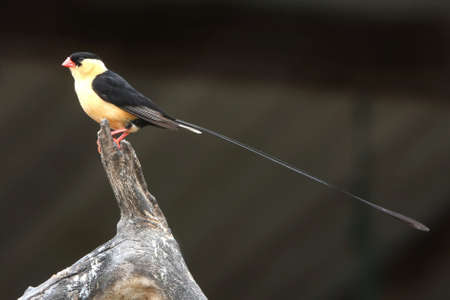 Beautiful and striking male long tailed Whydah birdの写真素材