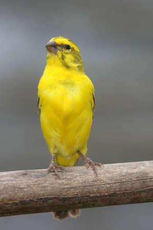Wild yellow Cape canary perched on a tree branchの写真素材