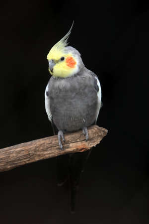 Grey cockatiel bird with yellow face and orange cheek patchの写真素材