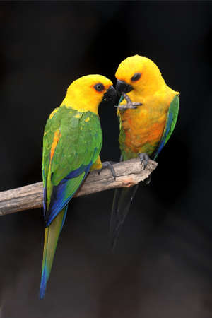 Pair of yellow headed parrots on a perchの写真素材
