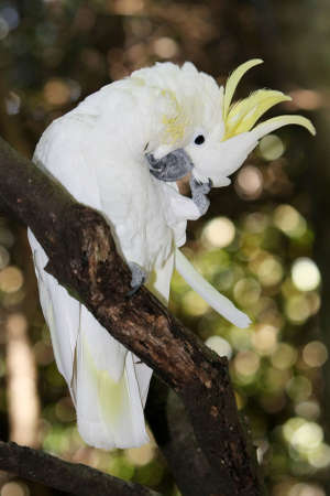 Yellow or sulphur crested cockatoo in a tree scrathing it's headの写真素材