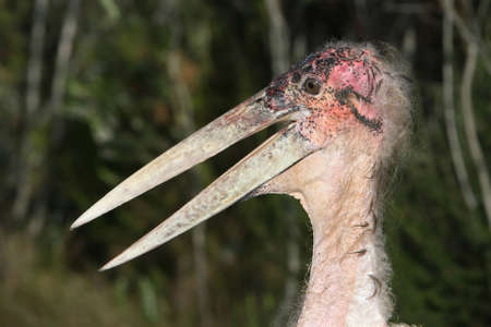 The ugly looking but intelligent Marabou stork from Africaの写真素材