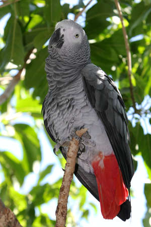 Beautiful African grey parrot in a treeeの写真素材