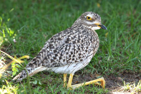 Spotted thick-knee bird or dikkop resting during the dayの写真素材