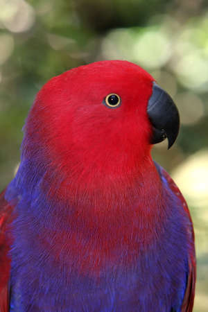 Strikingly pretty purple and red parrot with black beakの写真素材