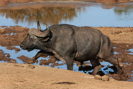 Large African buffalo climbing out of a waterholeの写真素材